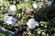 88 - Butchard Gardens  - IMG_1693